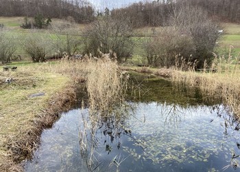 L’étang et ses alentours sont composés de milieux aquatiques et terrestres intéressants