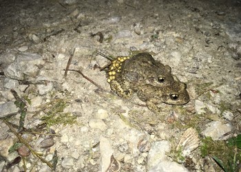 Une population de Crapaud accoucheur (Alytes obstetricans) espèce En danger sur la Liste rouge se maintient autour des étangs de Sainte-Anne