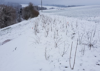 Etat réalisé (décembre 2022) - Massifs arbustifs de la haie implantée sur la zone tampon qui borde la zone des mares