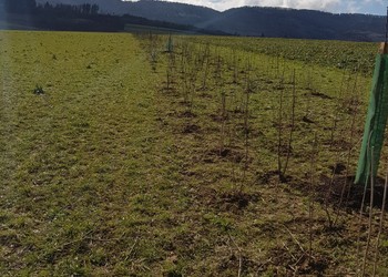 Etat réalisé (février 2022) –plantation d’une haie arbustive discontinue composée d’espèces indigènes, à l’ouest du site