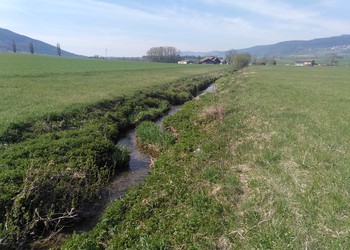 Tronçon du Seyon où l’entretien était la fauche complète des berges. Le plan d’entretien propose d’intervenir moins fréquemment afin de préserver des lieux de vie pour la faune et la flore.