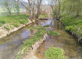 Tronçon du Seyon où un entretien dans le lit du cours d’eau est proposé afin de maintenir un gabarit hydraulique suffisant tout en préservant une diversité des structures et habitats intéressantes.