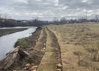 Travaux (février 2023) – Mise en place de lits de plants et plançons et plantations denses au droit de l’îlot à sternes