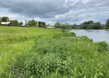 Etat réalisé (mai 2023) – Début de reprise végétale, en particulier des ensemencements et des hélophytes en partie amont des travaux