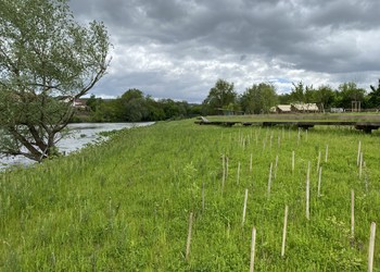 Etat réalisé (mai 2023) - Début de reprise végétale, en particulier des ensemencements et des ligneux en partie aval des travaux