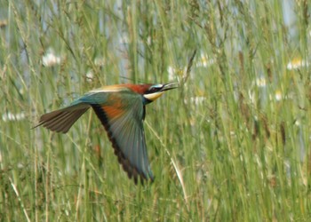 Guêpier d'Europe (Merops apiaster) nichant déjà dans les berges de l’Aire revitalisée ! ©Valérie Rochat