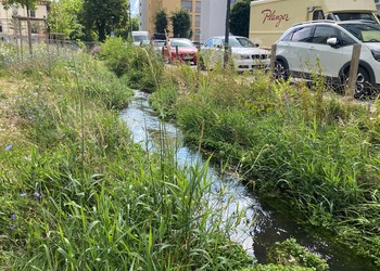 Etat réalisé (juillet 2023) – 3 ans après travaux (à gauche rive gauche et à droite rive droite) berges libres de stabilisation minérale