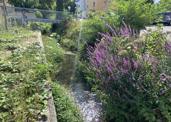 Etat réalisé (juillet 2023) – 3 ans après travaux (à gauche rive gauche et à droite rive droite) berge droite libre de stabilisation minérale et végétation typique des milieux humides se développant