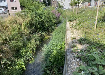 Etat réalisé (juillet 2023) – 3 ans après travaux (à gauche rive droite et à droite rive gauche)