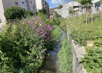 Etat réalisé (juillet 2023) – 3 ans après travaux (à gauche rive droite et à droite rive gauche)