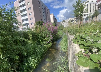 Etat réalisé (juillet 2023) – 3 ans après travaux (à gauche rive droite et à droite rive gauche)
