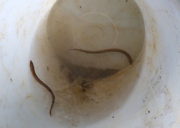 En travaux (septembre 2020) – Lamproie de Planer (Lampetra planeri), en danger selon la liste rouge des poissons de Suisse. Les individus ont été capturés et déplacés dans un tronçon en amont lors des travaux afin de réduire les impacts sur cette espèce.