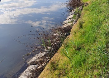 Suivi du développement (1 mois après) – Levée du semis et reprise des hélophytes