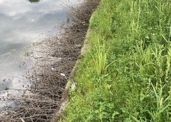 Suivi du développement (2 mois après) – Levée du semis et reprise des hélophytes