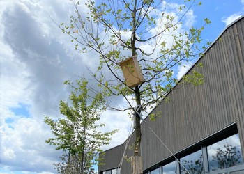 Etat réalisé (août 2023) – L’installation de nichoirs facilite la nidification des oiseaux, notamment pour les jeunes arbres (©db Forêt et jardin Sárl)