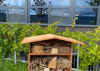 Etat réalisé (août 2023) - Les hôtels à insectes attirent de nombreuses abeilles sauvages que l’on peut observer lorsqu’elles vont pondre leurs œufs dans les différents matériaux disponibles (©db Forêt et jardin Sárl)