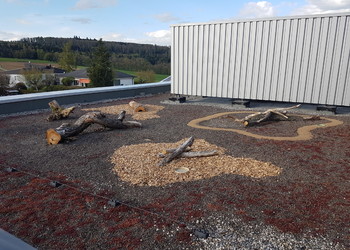 Etat réalisé (avril 2023) - Les aménagements de structures (tas de bois ou de pierres, souches) et la diversification du substrat (sable, gravier, copeaux) sur les toitures végétalisées permettront à une faune et une flore diversifiée de se développer (©db Forêt et jardin Sárl)