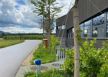 Etat réalisé (août 2023) – Les espaces extérieurs des bâtiments du Groupe Recomatic sont désormais végétalisés (plantation d’arbres avec pieds végétalisés, plantation de plantes grimpantes, aménagement d’hôtel à insectes (©db Forêt et jardin Sárl)
