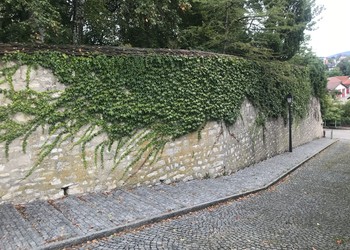 Etat initial (septembre 2019) – Relevés de l’état initial des parcelles appartenant à la commune et évaluation vis-à-vis de l’apport à la biodiversité et aux changements climatiques. Exemple d’un mur végétalisé permettant de limiter le réchauffement