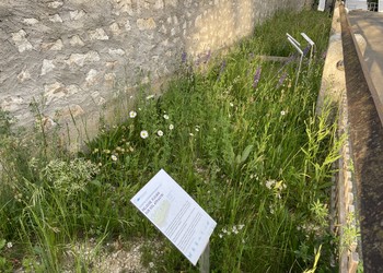 Etat réalisé (avril 2022) – Premiers résultats 1 an après la mise en place des semis : ici le développement des fleurs du mélange Naturflora de chez OHS (prairie fleurie maigre et sèche) est bien meilleur sur un sol avec 2-3 cm de groise en plus
