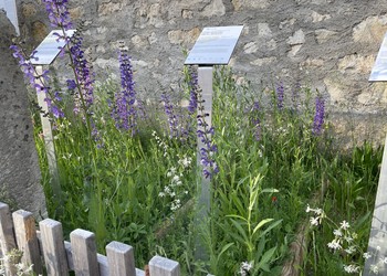 Etat réalisé (avril 2022) – Premiers résultats 1 an après la mise en place de rouleaux de fleurs sauvages indigènes. Les rouleaux de fleurs sauvages sont plus chers qu’un semis, mais présentent l’avantage de donner l’aspect végétalisé immédiatement, sans attendre une année de développement des graines