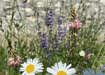 Etat réalisé (mai 2022) – Premiers résultats 1 an après la mise en place des semis : ici le développement des fleurs du mélange Naturflora de chez OHS (prairie fleurie maigre et sèche) est bien meilleur sur un sol avec 2-3 cm de groise en plus