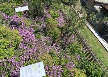 Etat réalisé (mai 2022) – Premiers résultats 1 an après la plantation de vivaces indigènes : ceci est la même planche que la photo précédente, les couleurs dominantes de la floraison changent au fil des mois