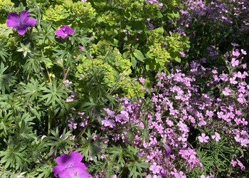 Etat réalisé (mai 2022) – Premiers résultats 1 an après la plantation de vivaces indigènes :  ceci est la même planche que la photo précédente, les couleurs dominantes de la floraison changent au fil des mois