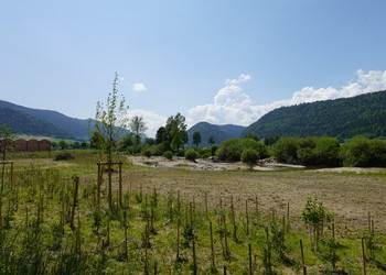 Etat aménagé (mai 2023) – Areuse : développement des semis et des plantations.