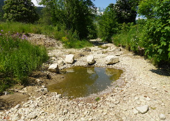 Etat aménagé (mai 2023) – Dans les chenaux, l’évolution naturelle de la végétation et la dynamique alluviale s’installe créant des micro-habitats intéressants.