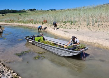 Travaux (juin 2021) – Plantation de mottes d’hélophytes afin d’initier la recolonisation d’une végétation typique des bords de cours d’eau.