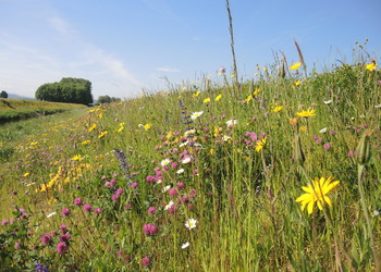 Le résultat des semis de prairie fleuries avec des graines régionales brossées est stupéfiant lors de la deuxième année (mai 2022).