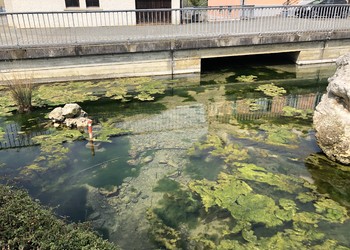 Etat initial (avril 2020) – Plan d’eau stagnante très eutrophe qui ne correspond pas aux milieux crénaux naturels