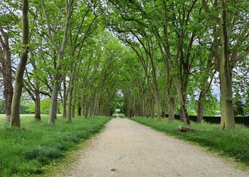 Allée d’arbres (Milvignes)