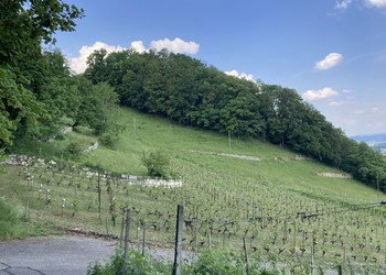 Mosaïque de milieux et de structures à inventorier (Cressier)