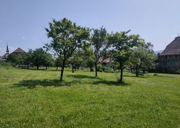 Vergers haute tige visités (Cornaux)