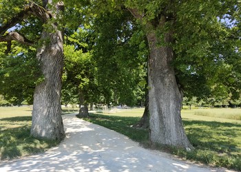 Allée de vieux chênes de grand intérêt biologique (Cornaux)