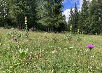 Pâturage boisé à haute valeur biologique (Les Verrières)