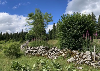 Mur de pierres sèches à protéger (Les Verrières)