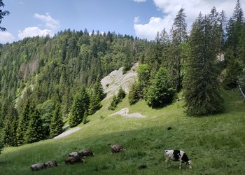 Pâturage et dalles rocheuses dans un vallon (La Côte-aux-Fées)