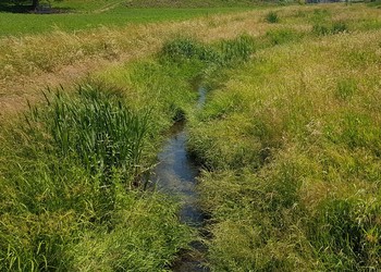 Etat 2 ans après travaux (juin 2023) – Des zones de végétation des rives d’eau courante (Glycerio-Sparganion), milieu menacé (VU), prioritaire et protégé au niveau national, ont pu se développer au bord du lit de la rivière revitalisée. La plantation d’hélophytes a notamment participé au développement de ces milieux. 