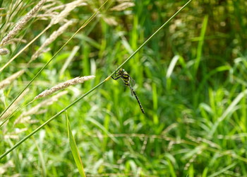 Le Cordulégastre annelé (Cordulegaster boltonii), espèce typique des eaux courantes bordées de prairies humides, a été observé lors du suivi. 
