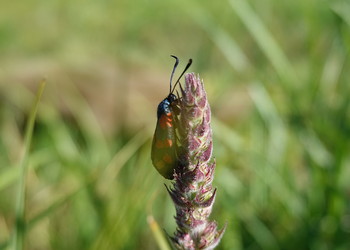 Le Zygène du mélilot (Zygaena viciae), espèce potentiellement menacée (NT) présente sur le périmètre revitalisé, est typique des prairies humides et prés à litière. 