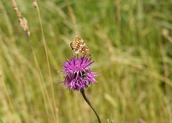 La Mélitée de Fruhstorfer (Melitaea celadussa) est une espèce typique des prairies et pâturages maigres et secs de plaine et de montagne. Cette espèce a été observée pendant le suivi. 