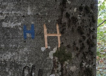 Marquage de l’arbre avec un H bleu à la peinture et/ou un H griffé dans l’écorce, selon le subventionnement du canton. 