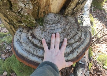 Champignon Fomitopsis pinicola sur un sapin blanc, sous forme de polypore pérenne. Les polypores pérennes sont l’un des 47 types de dendromicrohabitats décrits par le WSL.