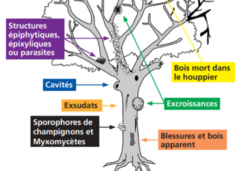 Les 47 dendromicrohabitats sont regroupés en 7 formes distinctes. ©WSL