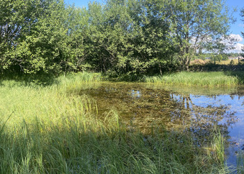 Plan d’eau inscrit à l’inventaire des sites de reproduction de batraciens d’importance nationale (Les Genevez)
