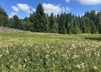 Bas-marais d’importance nationale (Les Genevez)