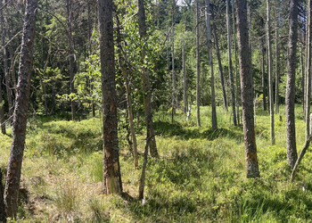 Haut-marais d’importance nationale (Les Genevez)